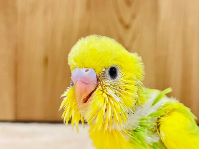 元気いっぱい暴れん坊ちゃん♡♡セキセイインコ（パイド）ヒナ