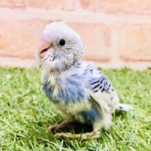 同じ模様はいないらしい？？　セキセイインコ