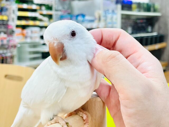 オキナインコ