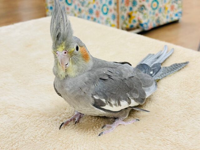 オカメインコ