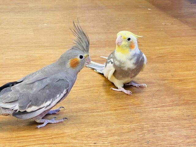 オカメインコ