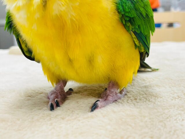 シロハラインコ