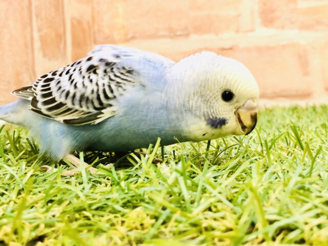 ＴＨＥ定番カラー・・・　セキセイインコ