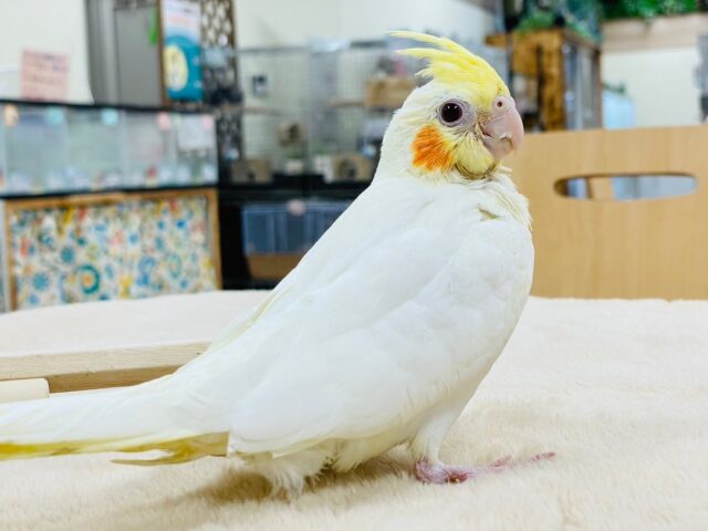 オカメインコ