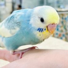 【最新画像更新🪄】優しいお顔に癒される🫶セキセイインコ（パステルレインボーパイド）ヒナ