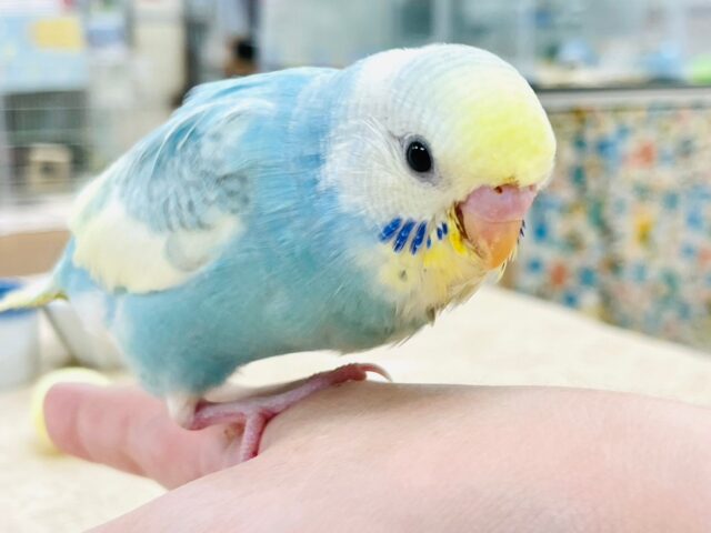 【最新画像更新🪄】優しいお顔に癒される🫶セキセイインコ（パステルレインボーパイド）ヒナ