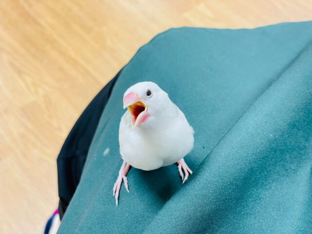 白文鳥