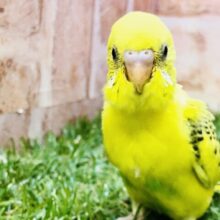 え！？人馴れ済みですか？？　セキセイインコ
