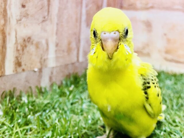 え！？人馴れ済みですか？？　セキセイインコ