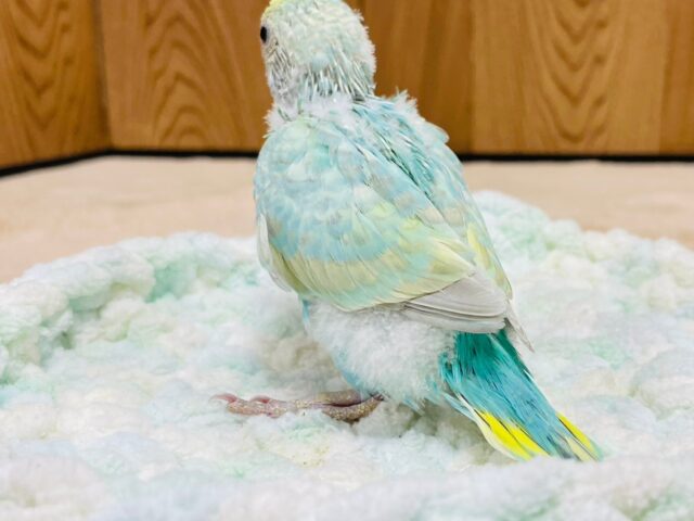 セキセイインコ