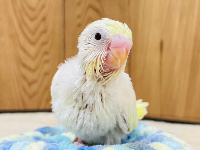 レアチーズケーキはいかが？♡セキセイインコ（クリーム）ヒナ