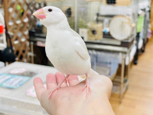 白文鳥