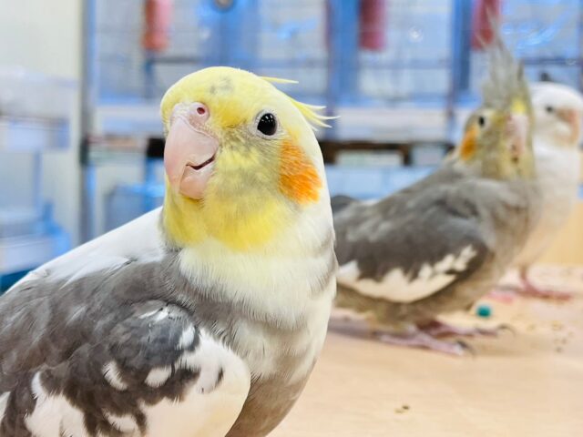 【最新画像更新🪄】甘えん坊になる予感🫧オカメインコ（パイド）