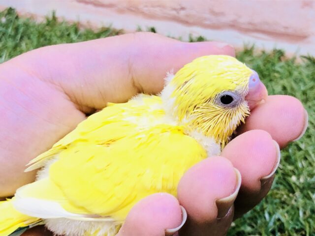 セキセイインコ