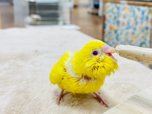 セキセイインコ