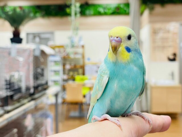 セキセイインコ