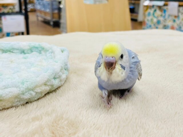 セキセイインコ