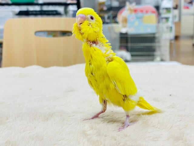 セキセイインコ