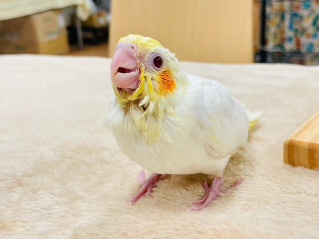 オカメインコ