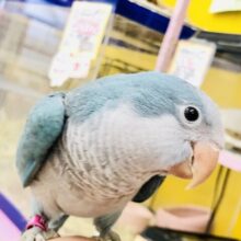 【最新画像更新☆☆】誰に会えるっかな♪誰と遊べるっかな♪　オキナインコ