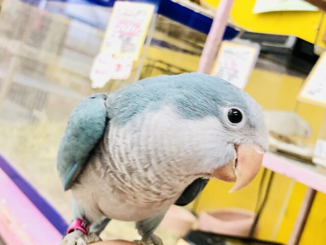 【最新画像更新☆☆】誰に会えるっかな♪誰と遊べるっかな♪　オキナインコ