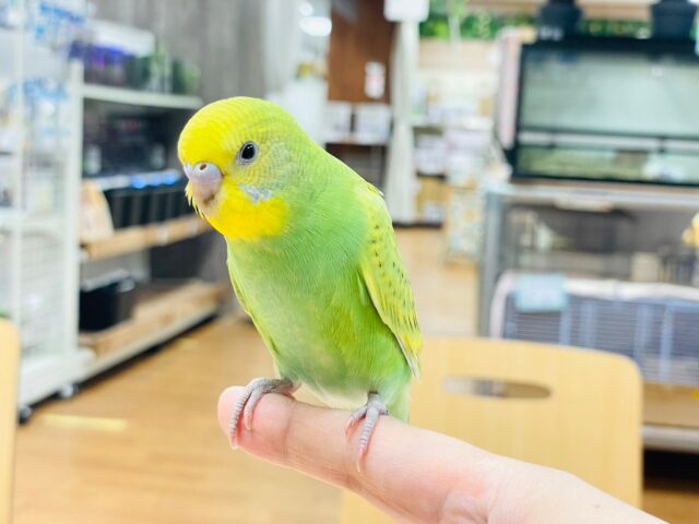 セキセイインコ