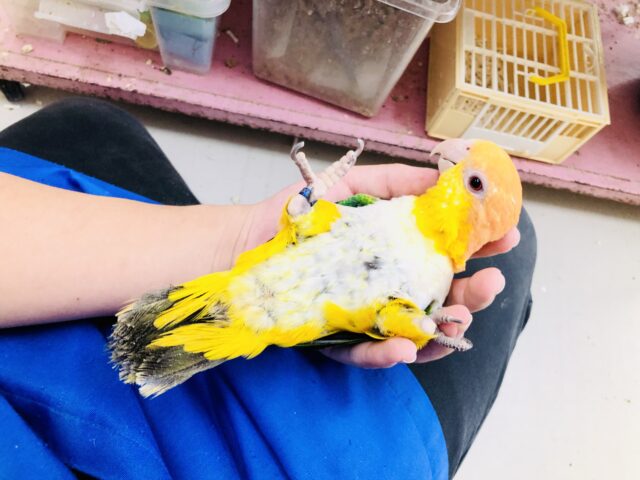 シロハラインコ