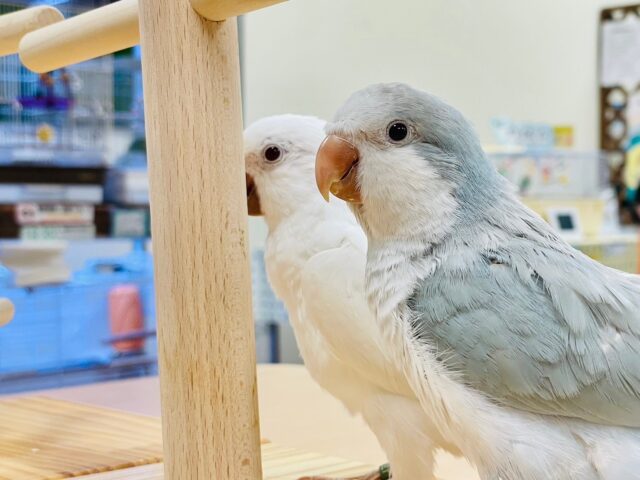 オキナインコ