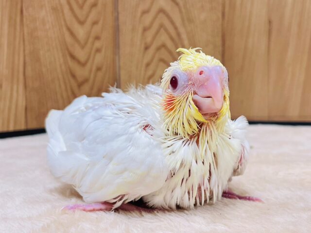 オカメインコ