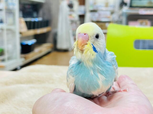 セキセイインコ