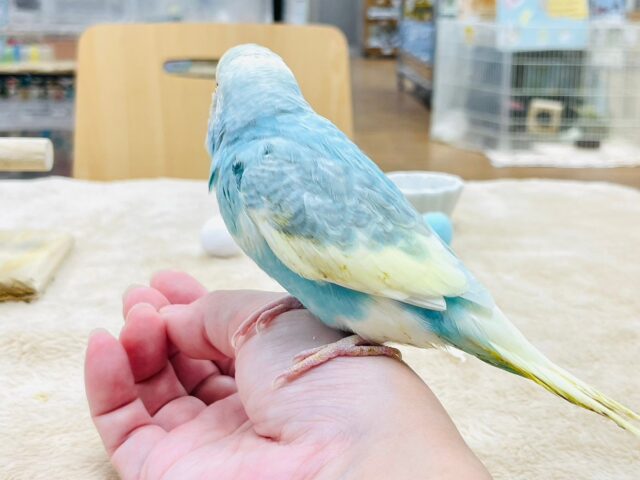 セキセイインコ