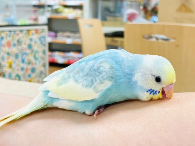 セキセイインコ