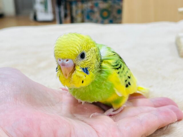 セキセイインコ