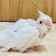 真っ白な体はまさに天使🪽オカメインコ（ピュアホワイト）ヒナ