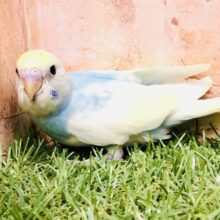 人気の色変わりちゃん♪♪　セキセイインコ