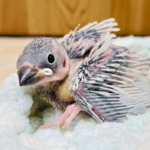 高級感のある素敵カラー🩶シルバー文鳥　ヒナ