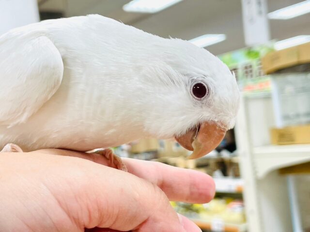 オキナインコ