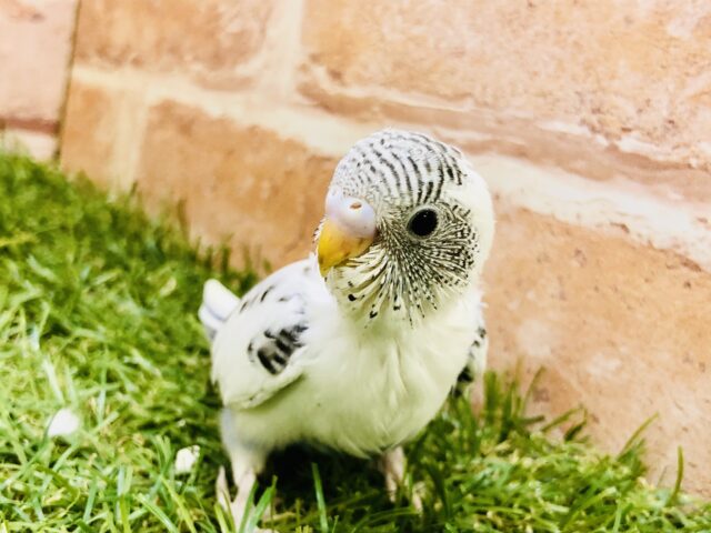 人気のホワイトカラーです！！　セキセイインコ