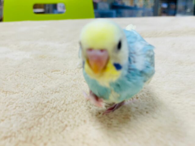 セキセイインコ