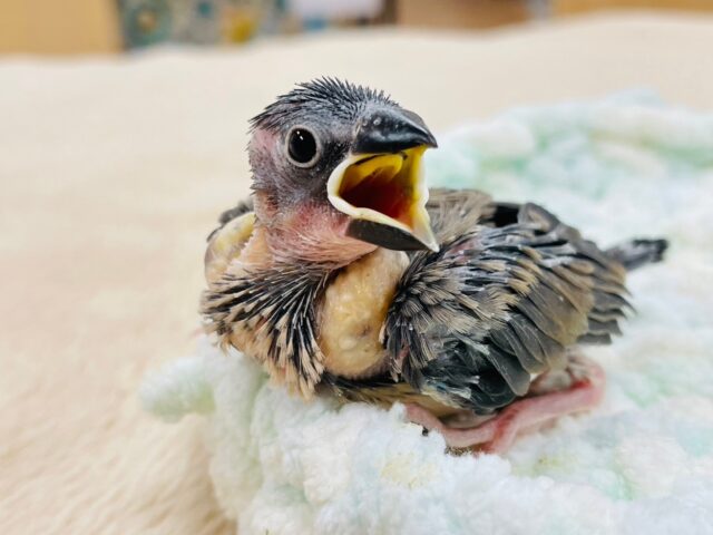 【最新画像更新🪄】成長が楽しみな裸ん坊🐣桜文鳥　ヒナ