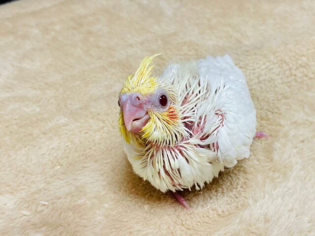 オカメインコ