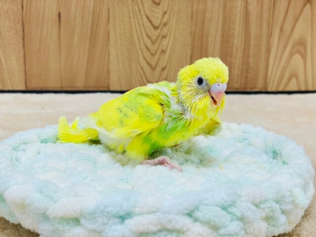 セキセイインコ