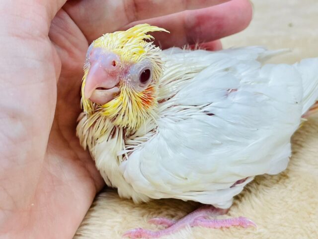 オカメインコ