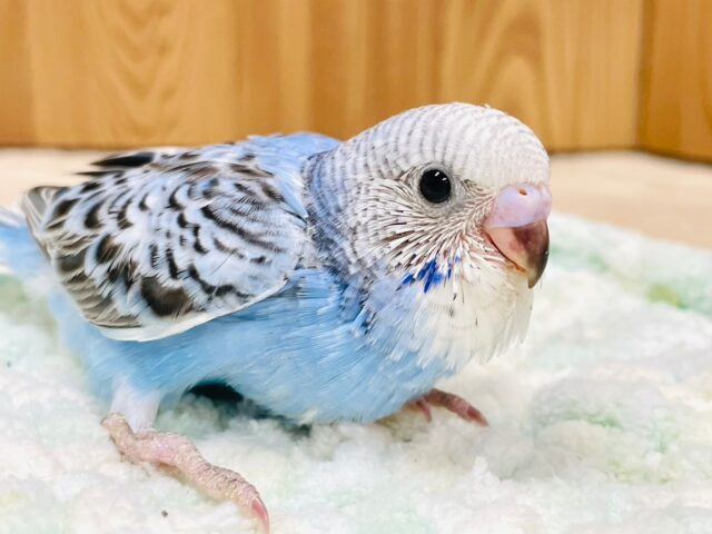 色んな表情を見せてくれます💕セキセイインコ（オパーリン）ヒナ