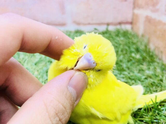 セキセイインコ