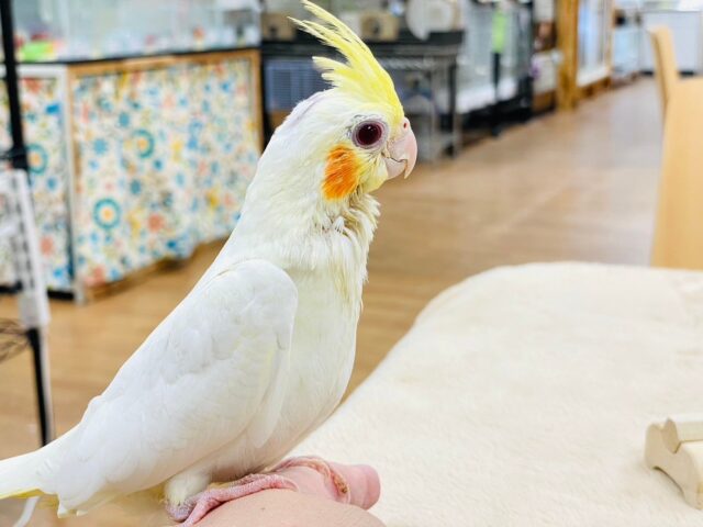 オカメインコ