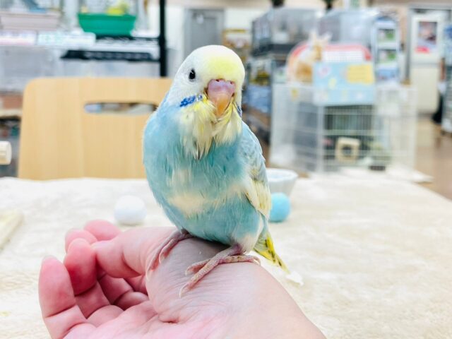 セキセイインコ