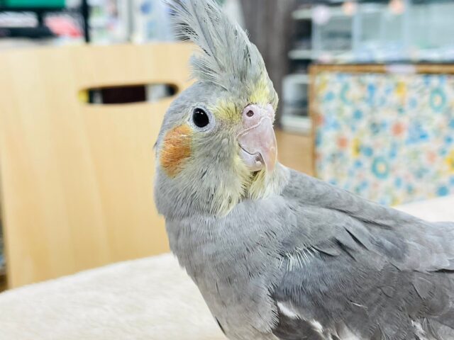 オカメインコ