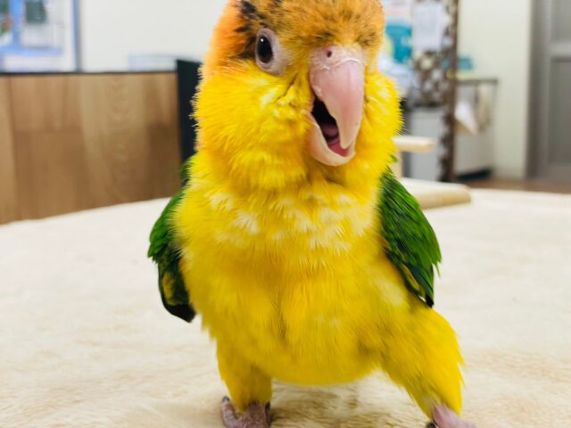 シロハラインコ