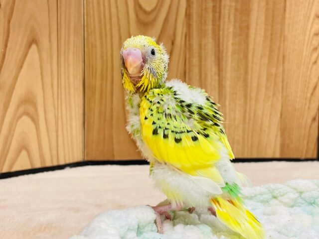 セキセイインコ